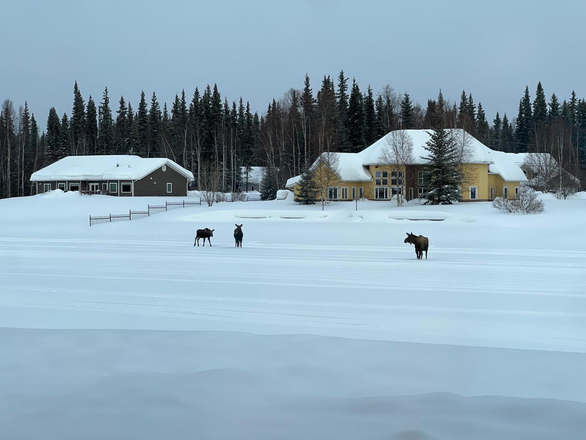 Lakefront Luxury Log Home With Spa & Aurora Views North Pole Eksteriør bilde